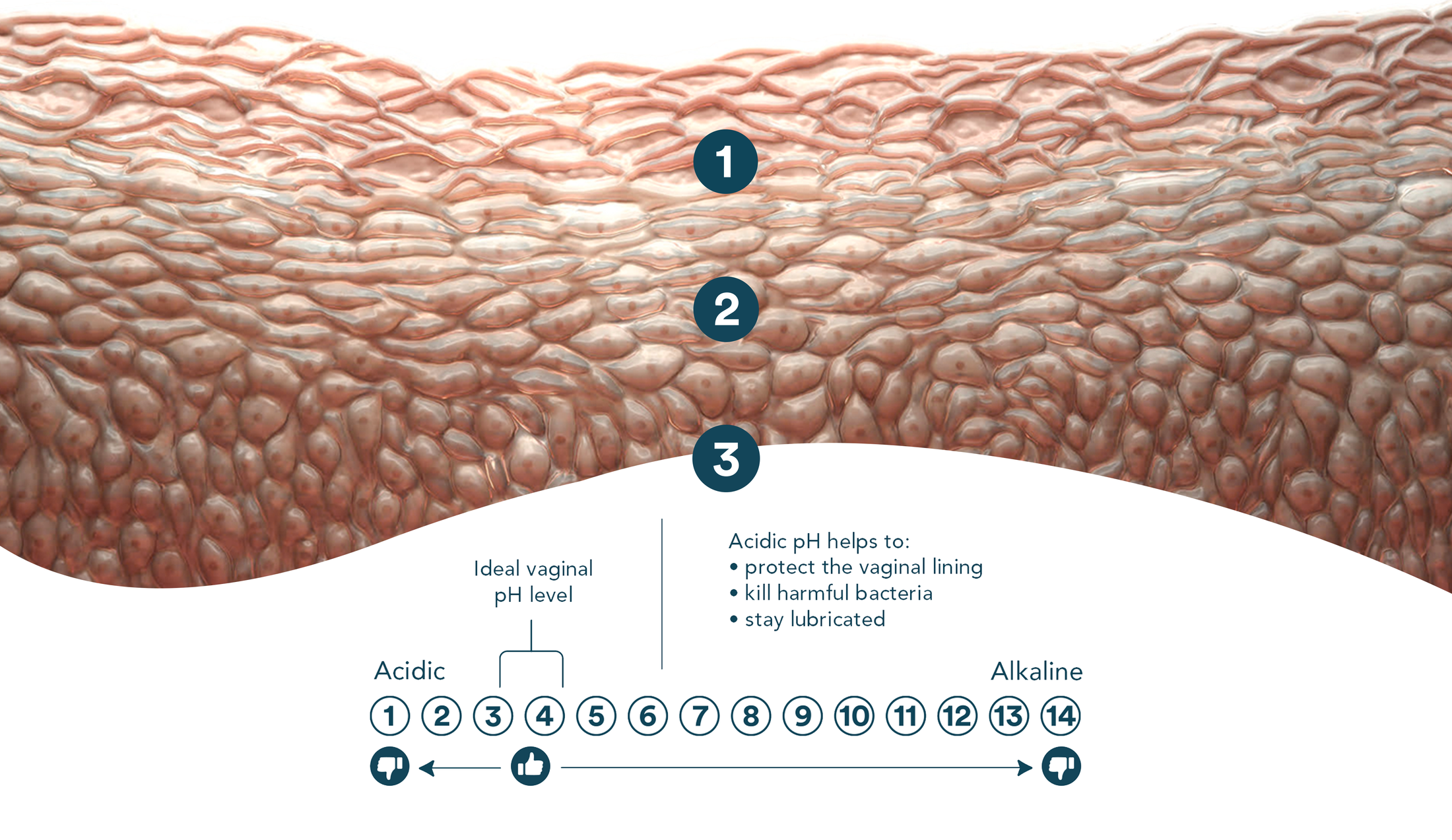 vaginal lining pH levels acidic alkaline ideal pH vaginal health diagram